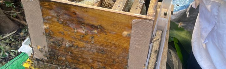 2025年11月10日 同志社神奈川みつばちプロジェクトがスタートしました！